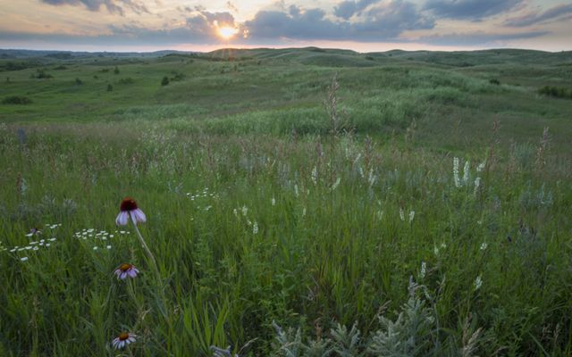 The sun rising over a green prairie with purple coneflowers in the foreground.
