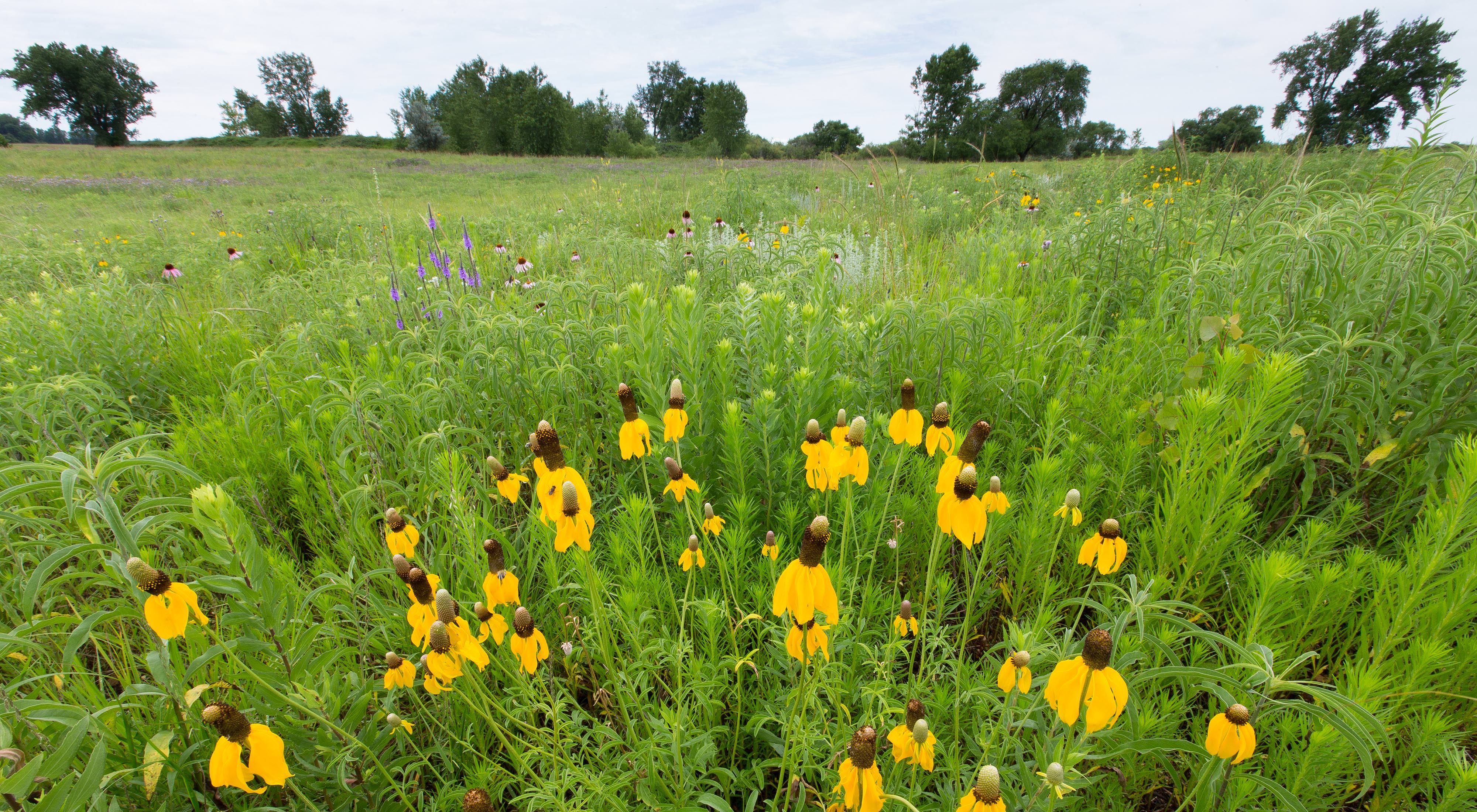 Plover Prairie Addition Preserve