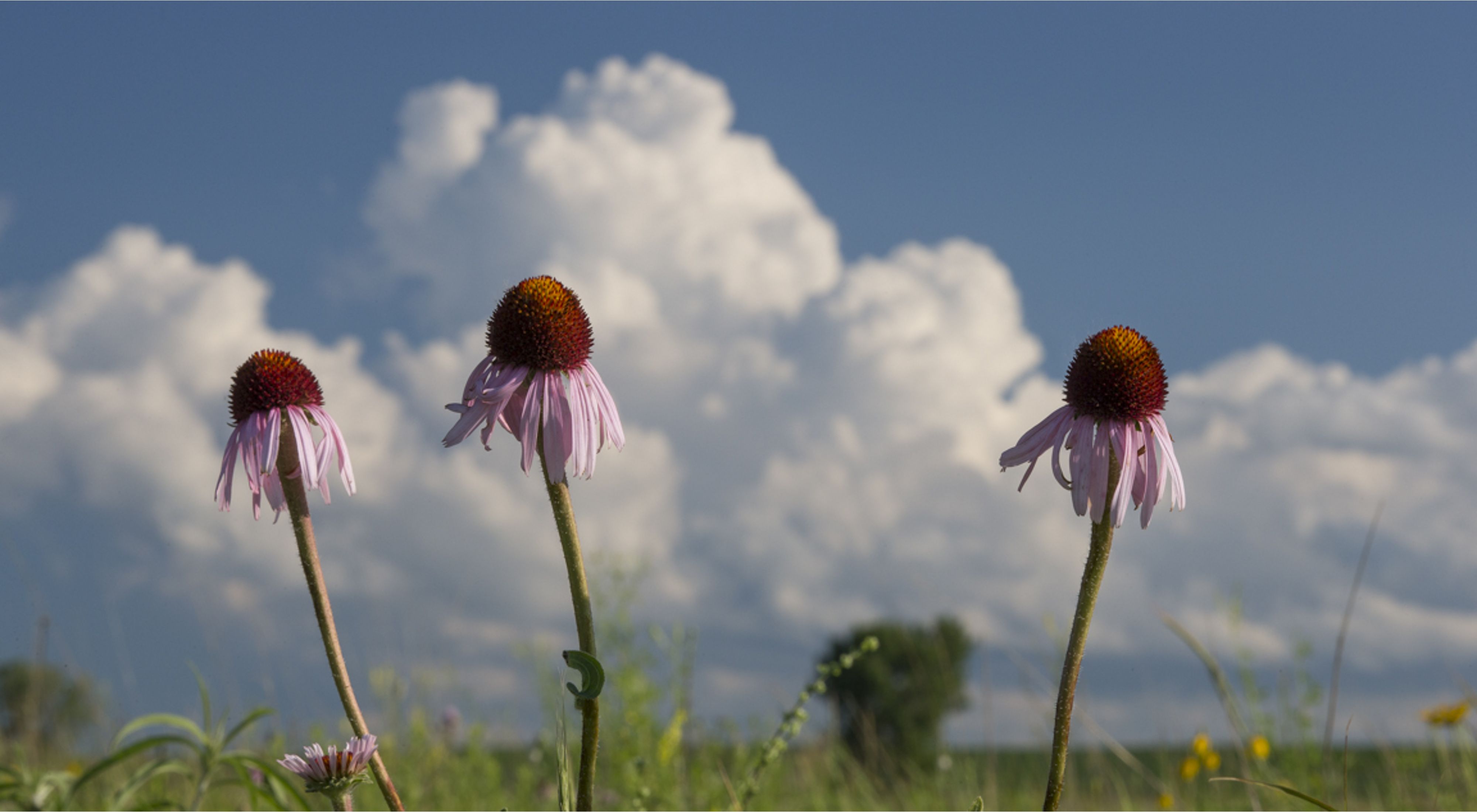 Closeup of three echinacea plants flowering in a prairie under a blue sky with puffy white clouds.