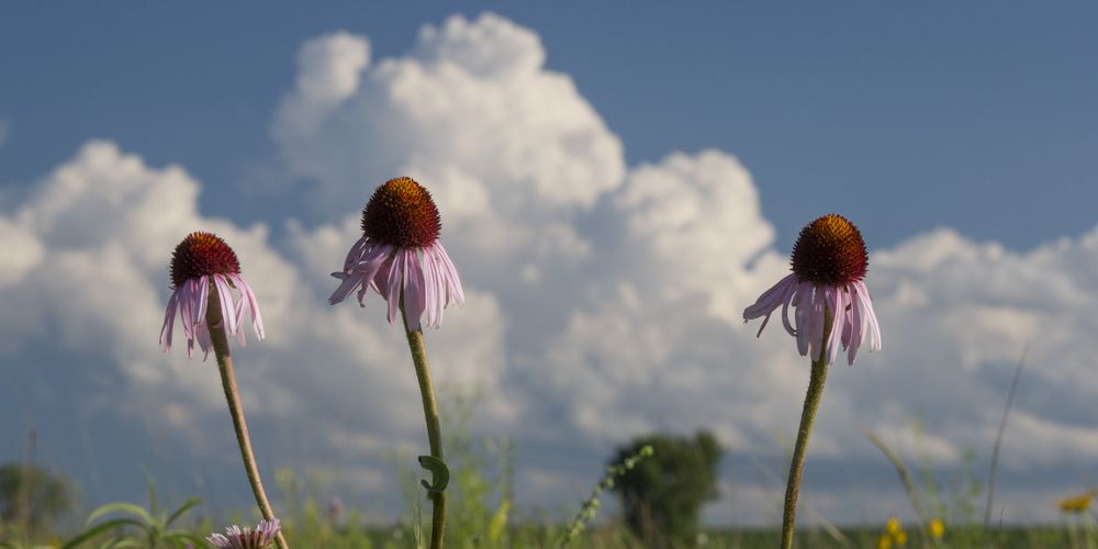 Coneflowers in bloom.