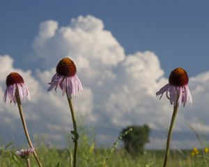 Closeup of three echinacea plants flowering in a prairie under a blue sky with puffy white clouds.