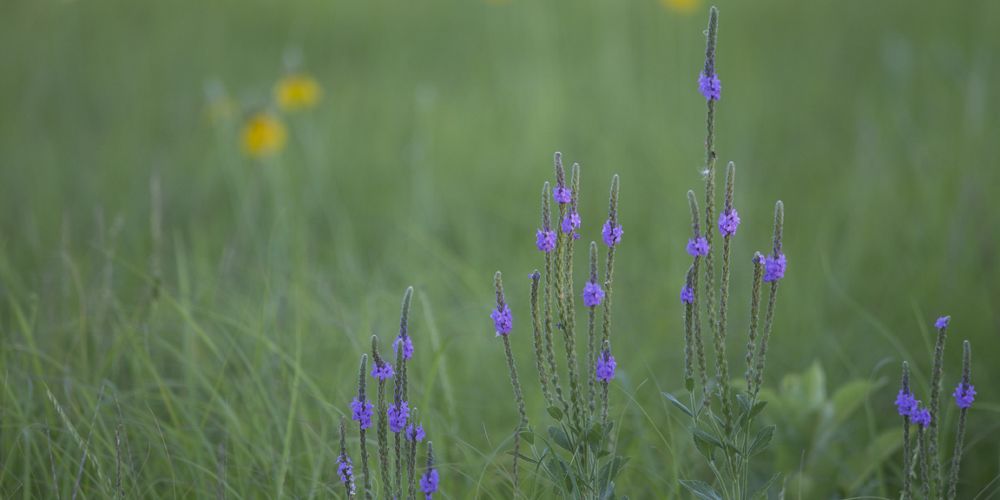 Wildflowers in a field.