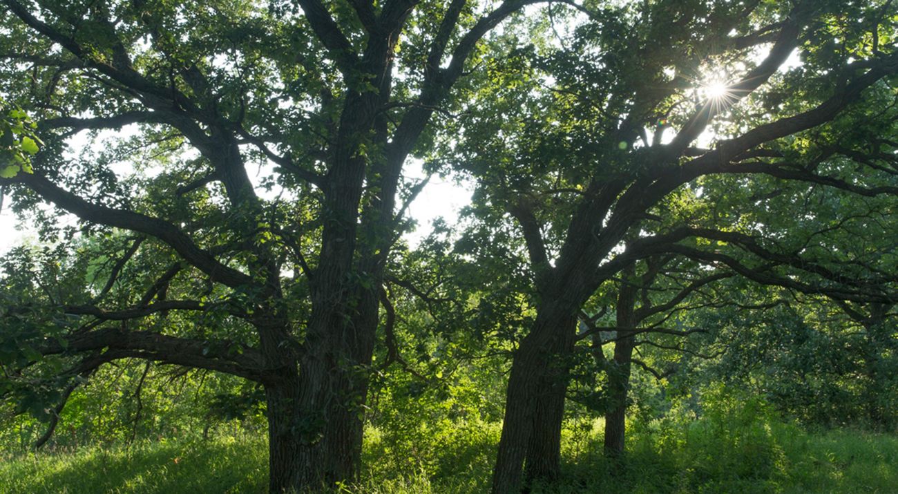 Glacial Lakes Preserve