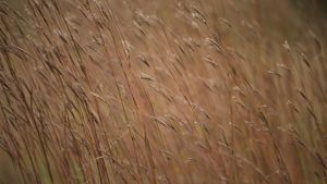 Golden grasses sway in the breeze.