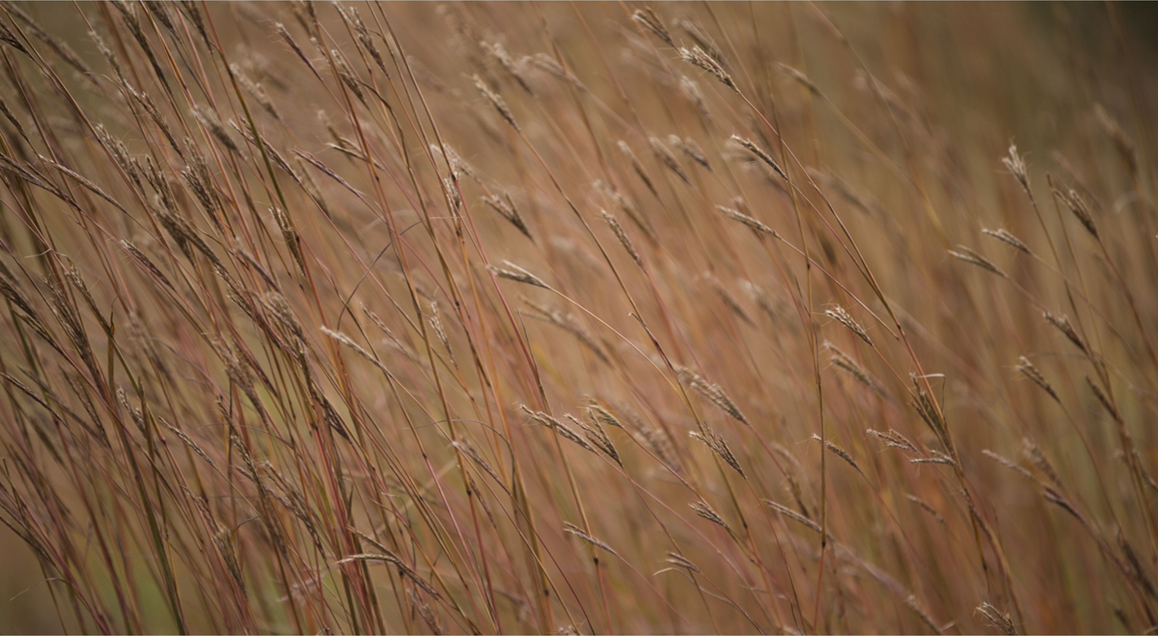 Golden grasses sway in the breeze.