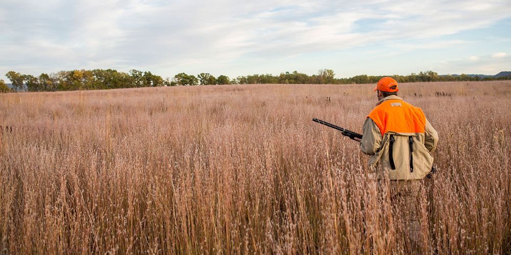 A person holding a shot gun in an orange vest looks into the distance at a tree line while standing in tall grass.
