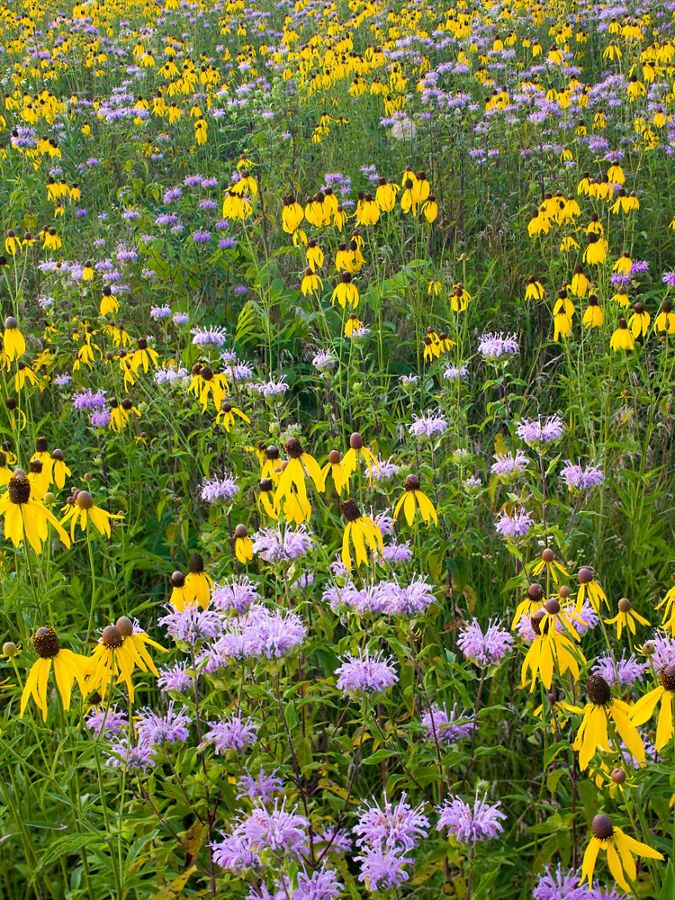 Yellow and purple wildflower cover a prairie. 