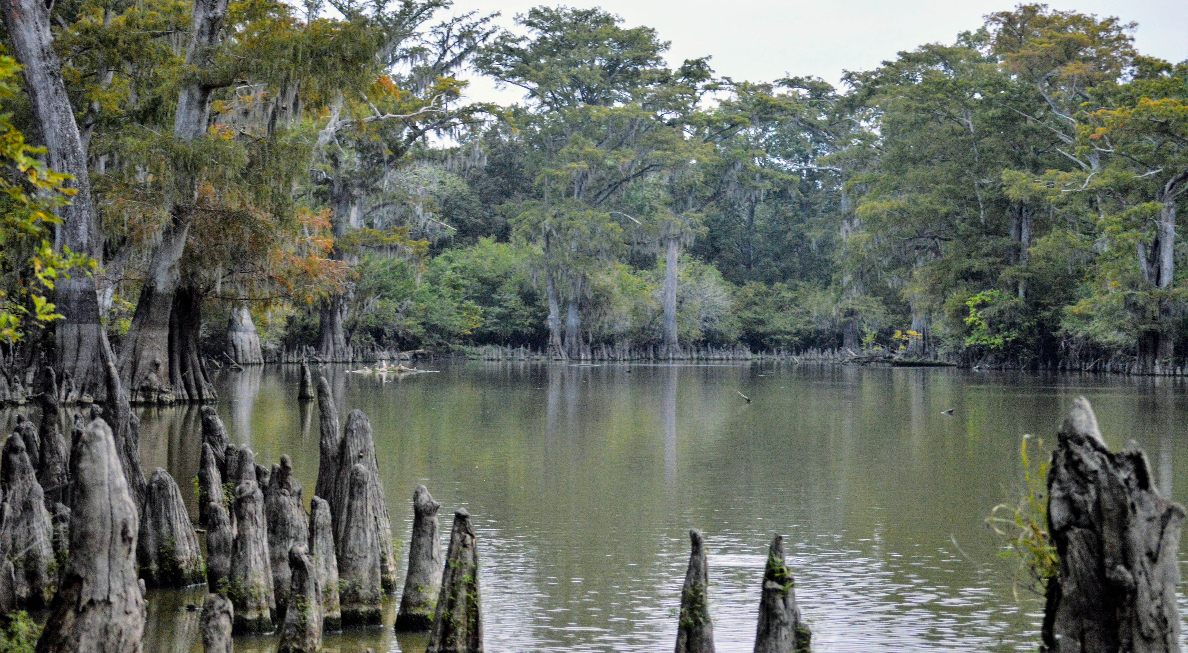 with cypress knees sticking up from the water.