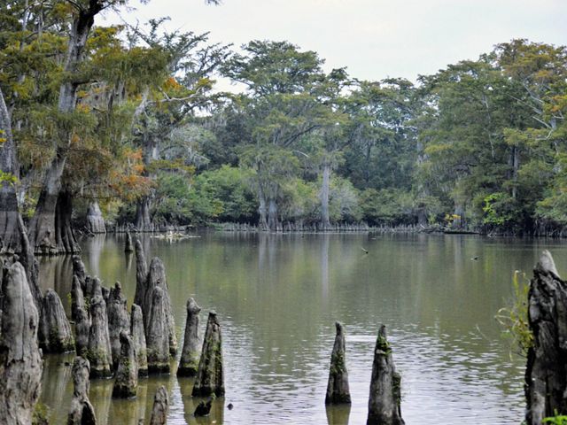 Mississippi delta wetland with cypress knees sticking up from the water.