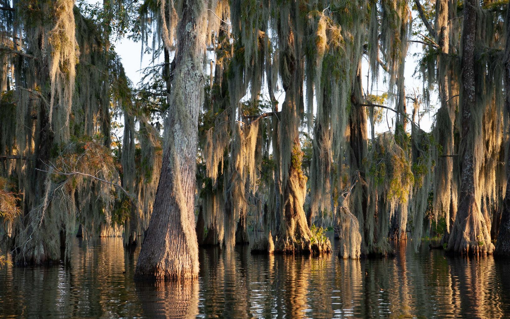 A stand of trees are submerged in water and dappled light illuminates their trunks and the moss hanging from their branches. 