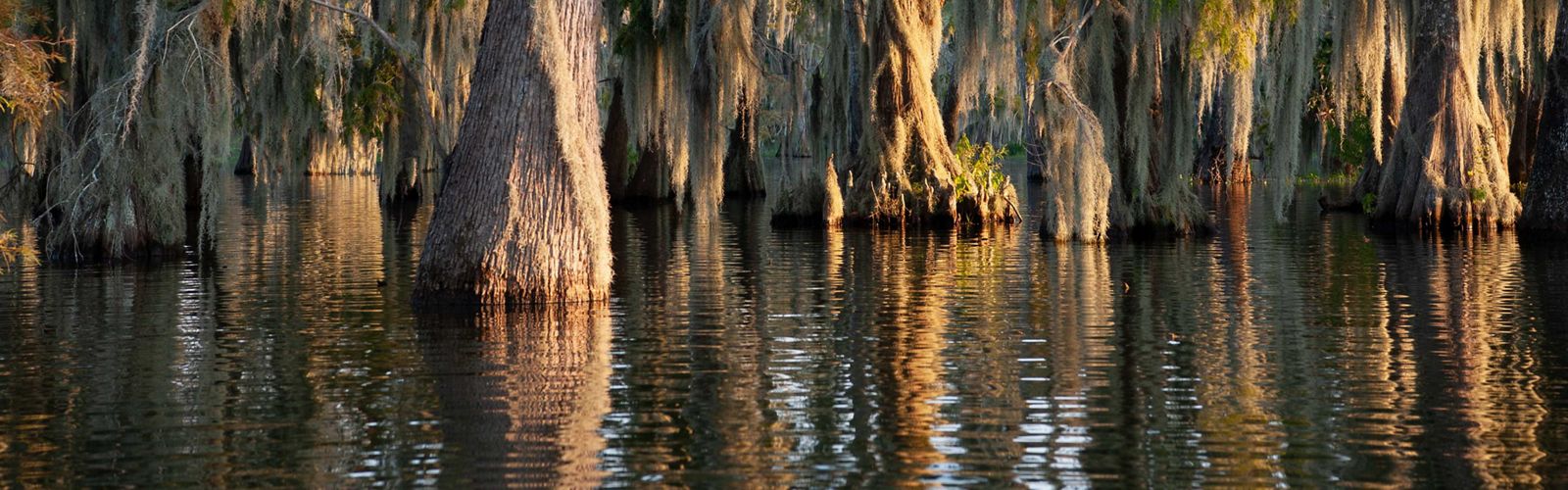 A group of large cypress trees grow in a river in Louisiana.