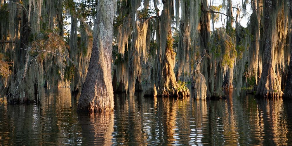 A group of large cypress trees grow in a river in Louisiana.