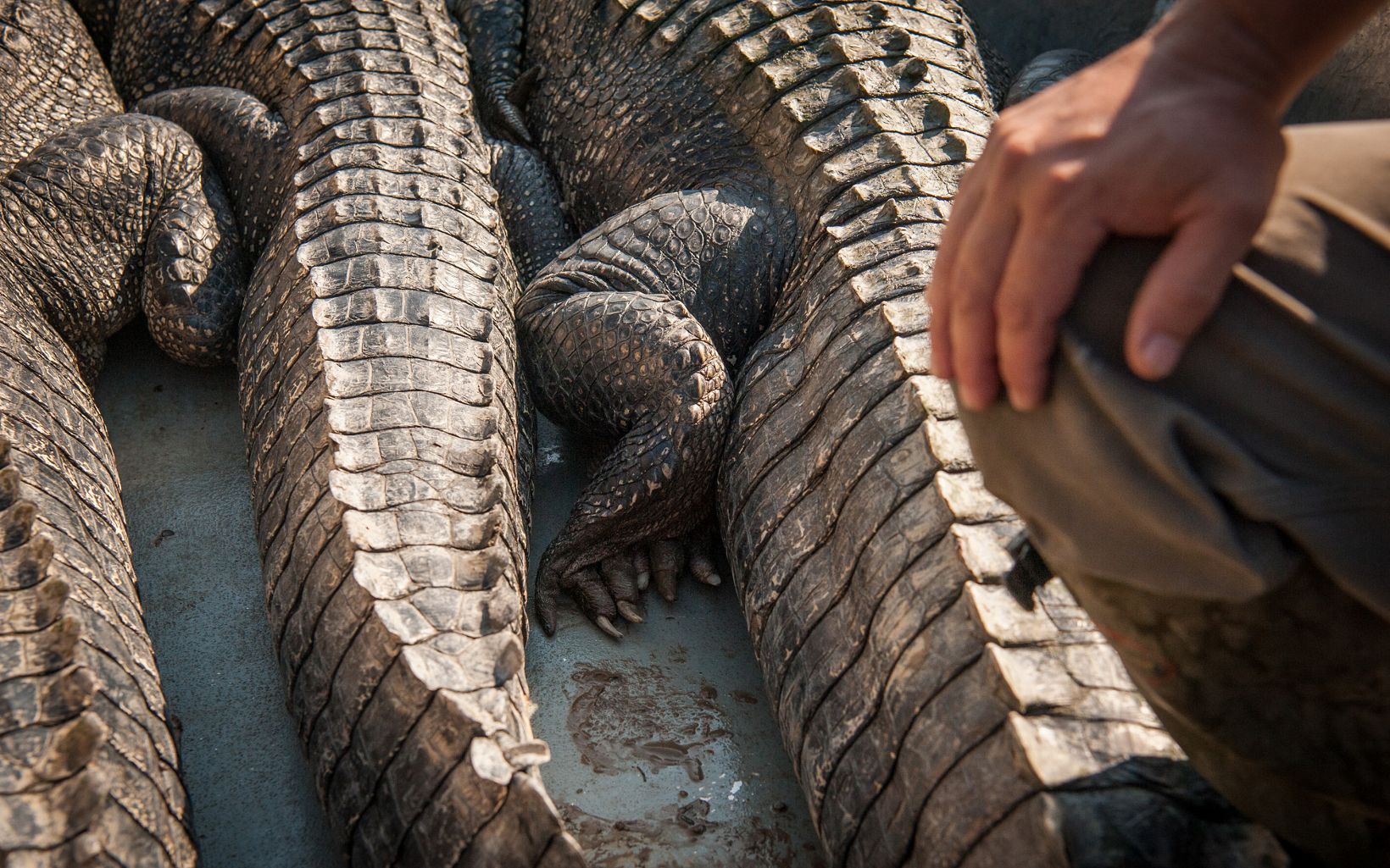 Alligators from a hunt are on a boat. On front of them, a man's knee and hand are visible.