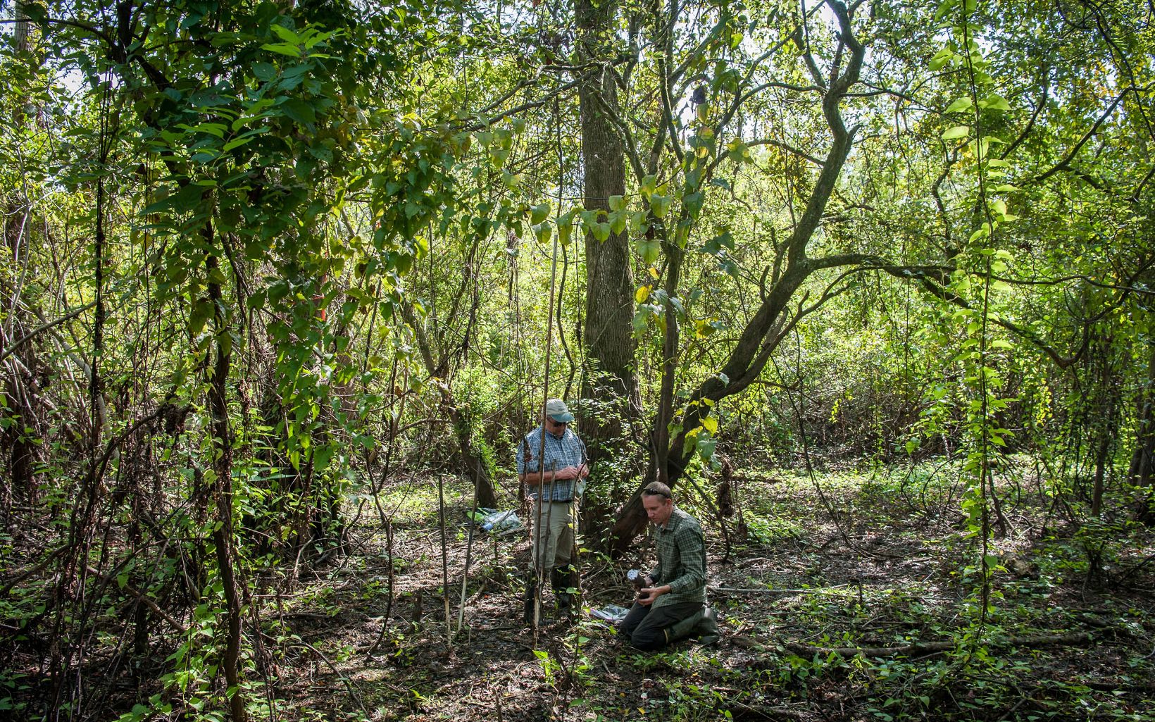 Two men are in a wooded area. one is kneeling and monitoring a device while the other is standing and checking the leaves on a branch.