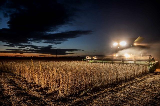 A large farming machine with lights on moves through a field of soybeans to harvest them under a dark, pre-dawn sky.