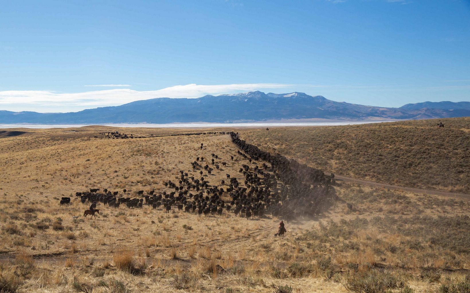 A herd of cattle are driven across hilly terrain by a man on horseback. Mountains and blue skies are in the background. 