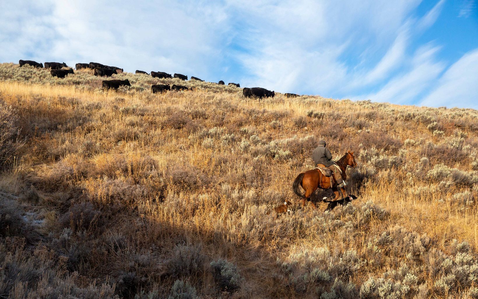 A man rides his horse up a steep, grassy hill where cattle are at the top of the hill. 