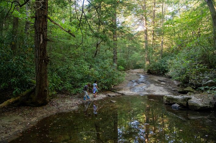 Two children walk around the edge of a creek and are surrounded by green trees and vegetation that grow and consume the rest of the frame.