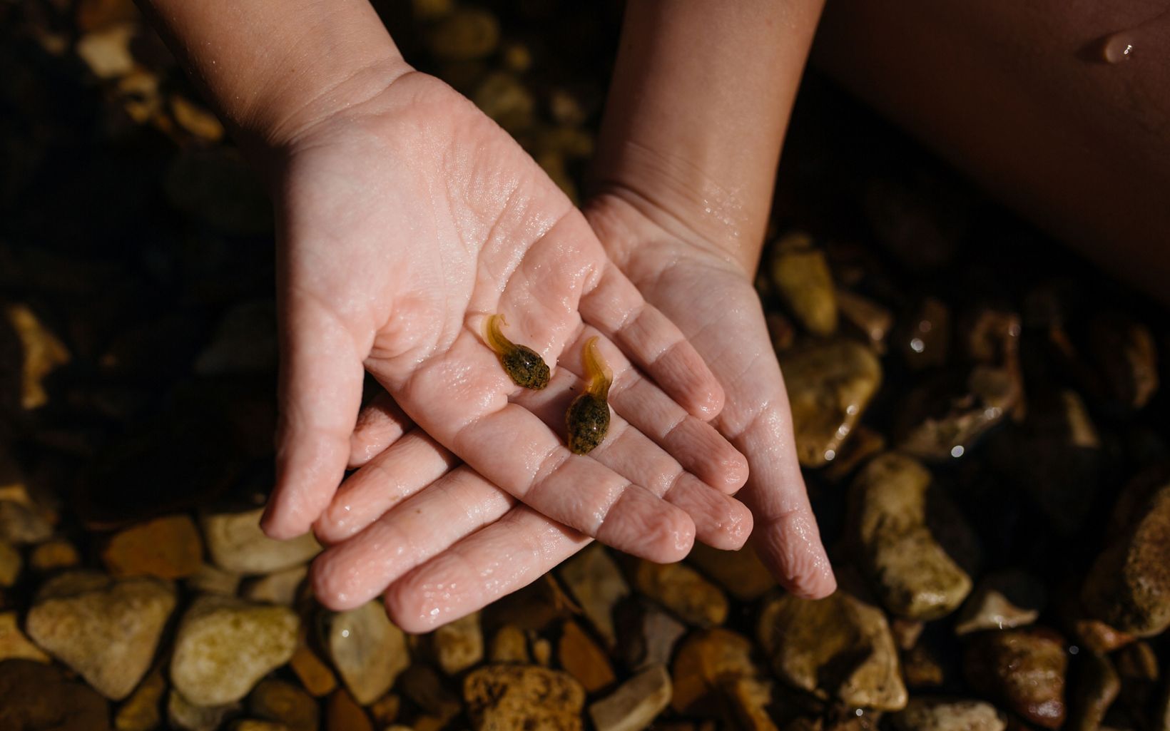A closeup image of a young child's hands. The hands are cupped together and in them are two brown speckled tadpoles. a shallow pool of rocks and water is in the background of the hands. 