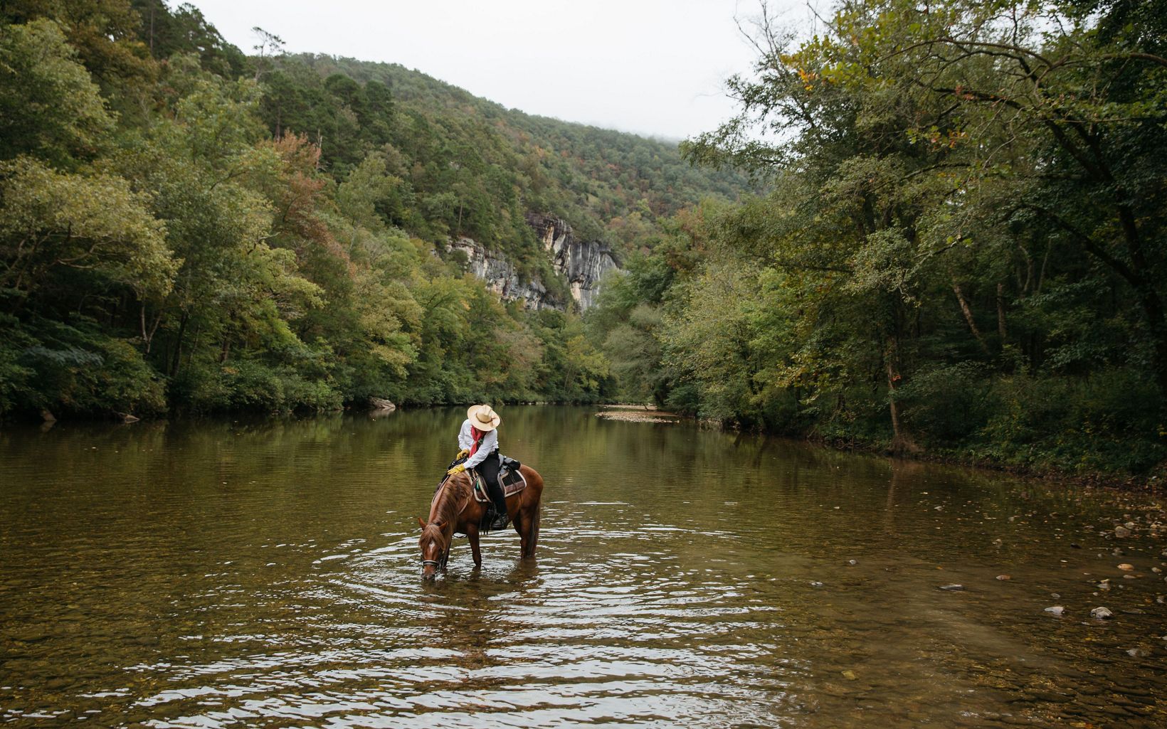 A horse and rider stop in the middle of a river where they are surrounded by trees. the horse is bending its neck down to drink water. 