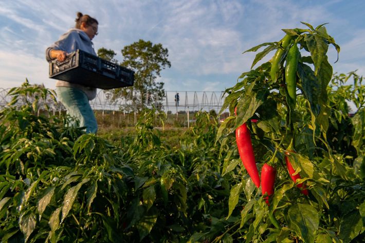 A woman carries a black plastic crate through a crop row with green leaves and red peppers surrounding her.