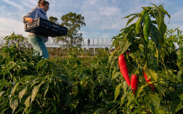 A person carries a tray while walking through agricultural crops, including red peppers, which are growing in the foreground.