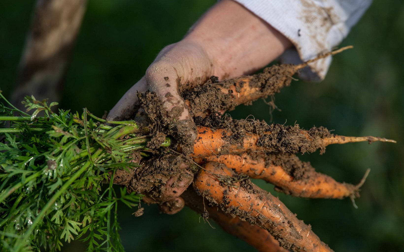 A closeup image of a hand holding a bunch of carrots. there is dirt covering the carrots and the sleeve of the person's hand.