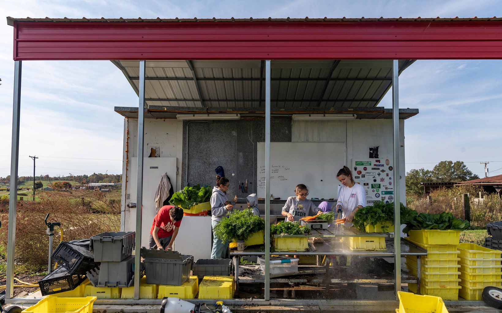 Four people stand under a small open air shelter and wash yellow crates filled with vegetables with a hose to remove dirt.
