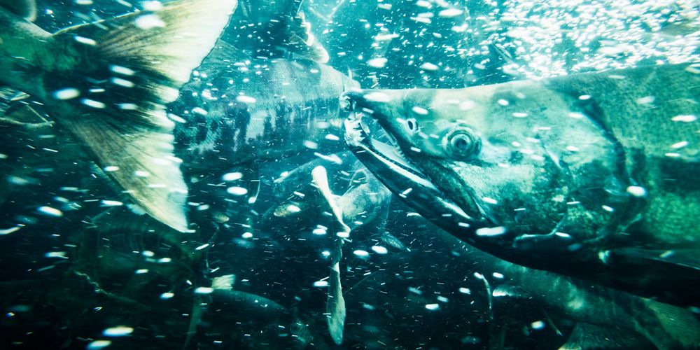 chum salmon swim in alaska stream in tongass national forest