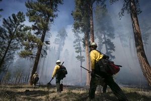 Members of a controlled burn fire crew walk in a forest.