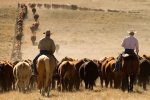 Two ranchers on horses herd cattle in some grasslands.