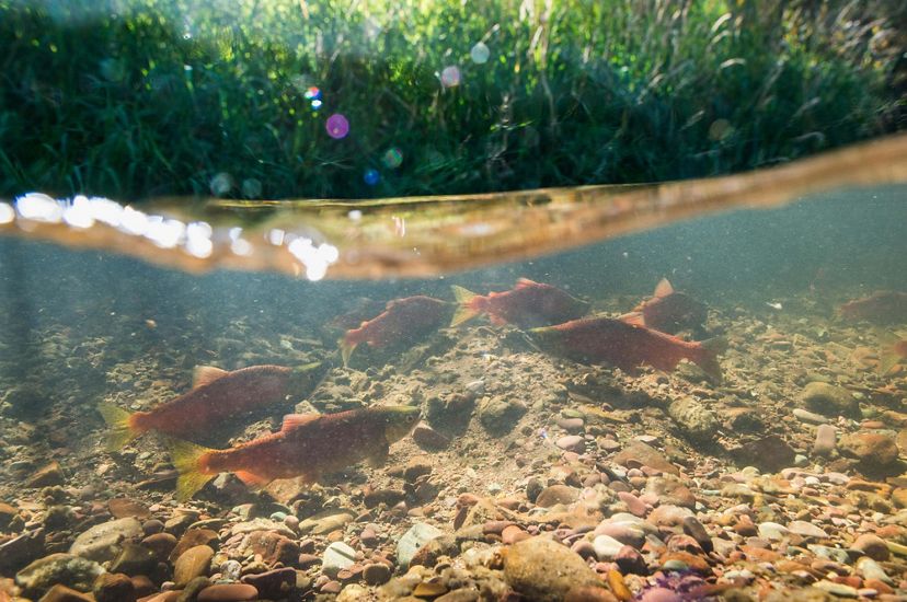 Split view above and under water showing salmon in a Montana river