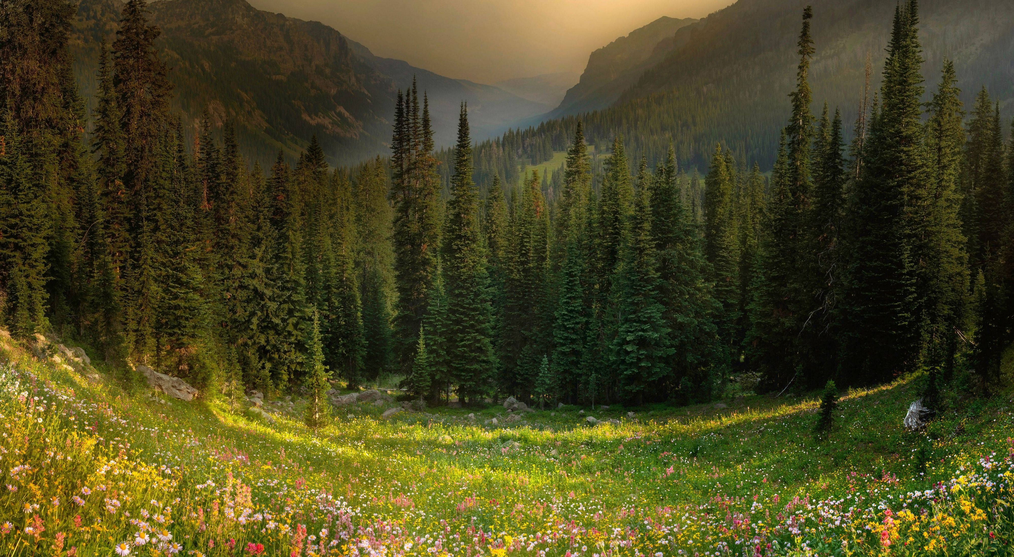 An alpine meadow with lush wildflowers in the foreground, trees in the middle background, and smoke-filled sky in the distance in Montana's Gallatin Mountains.