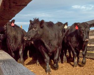 Cows in the corral on shipping day at Matador Ranch in Montana
