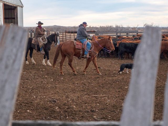Ranchers herding cows on shipping day on Matador Ranch in Montana. 