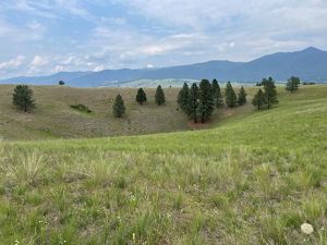 A hillside with brown grass and some scattered trees.