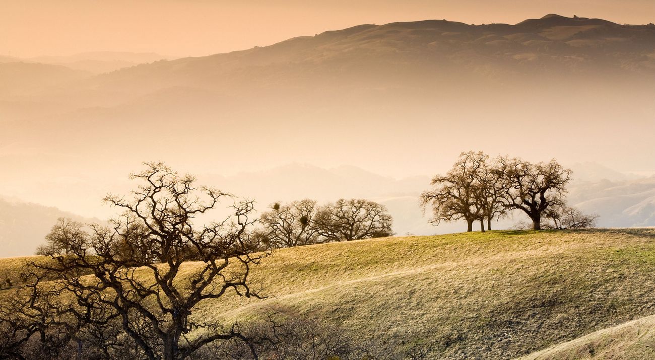 Oak trees stand on a golden hillside.