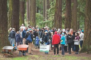 A large group of people gather in a forest for a volunteer event. The people are dwarfed by the trees towering over them.
