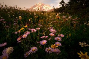 A closeup view of wildflowers in a field with Mt. Hood in the background.