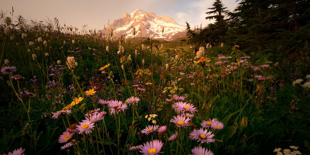 A closeup view of wildflowers in a field with Mt. Hood in the background.
