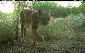 A mountain lion walks towards the camera.