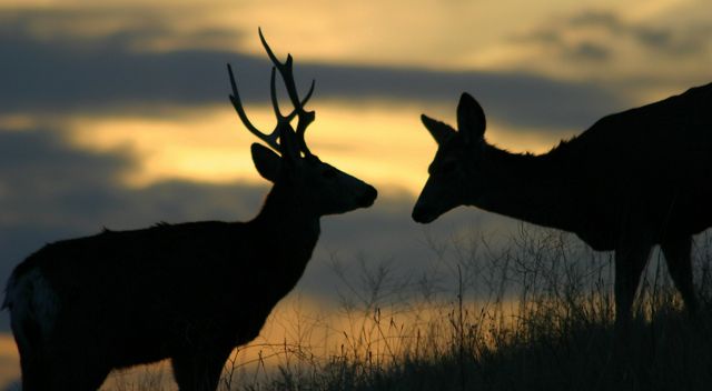 A buck and a doe silhouetted against the sky. 