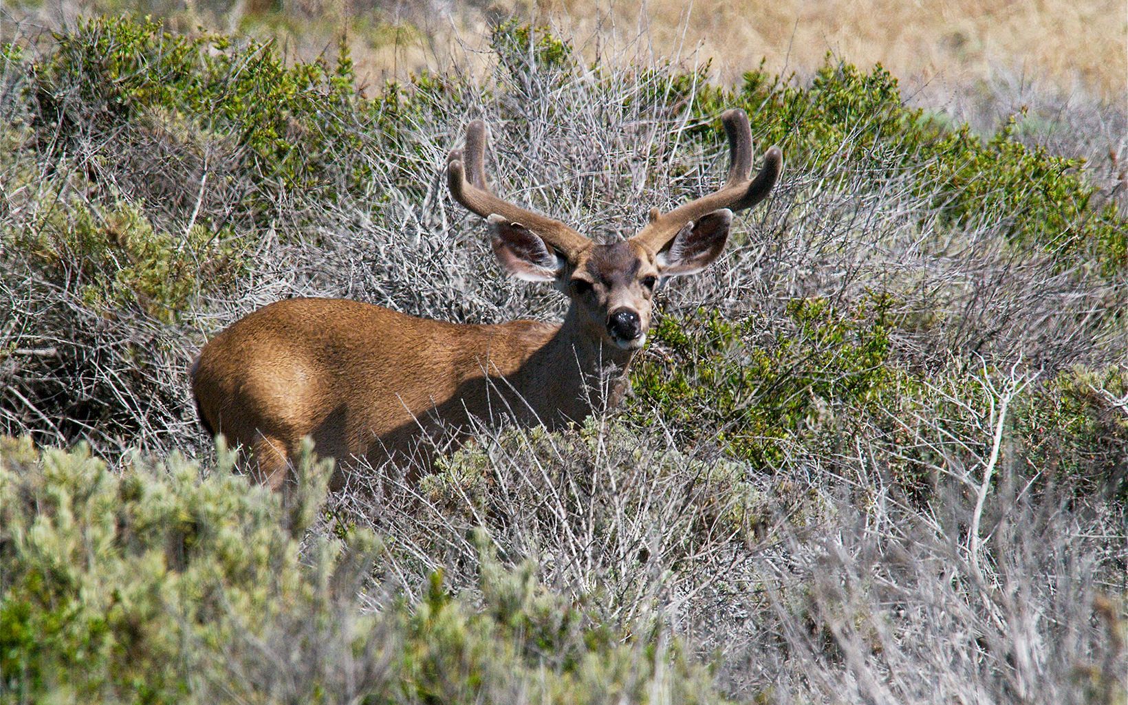 Mule Deer Jerry Kirkhart Parklet Slideshow 