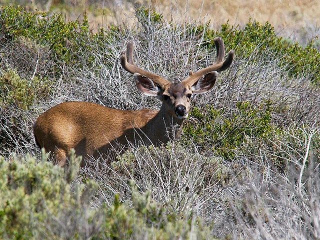 Mule deer