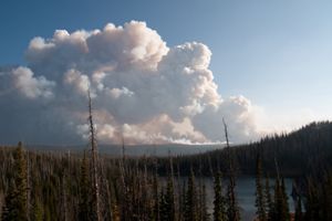 Thick clouds of white smoke billow over a forest.