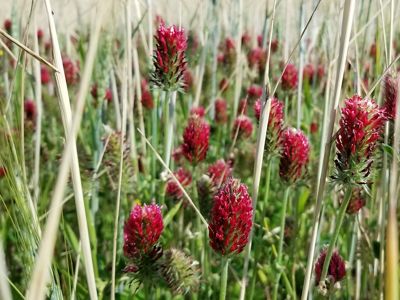 A red cone shaped flowering cover crop on a farm.