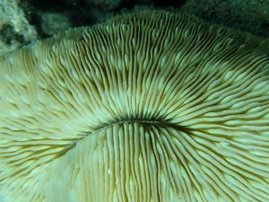 Closeup of a mushroom coral with its many folds and layers.