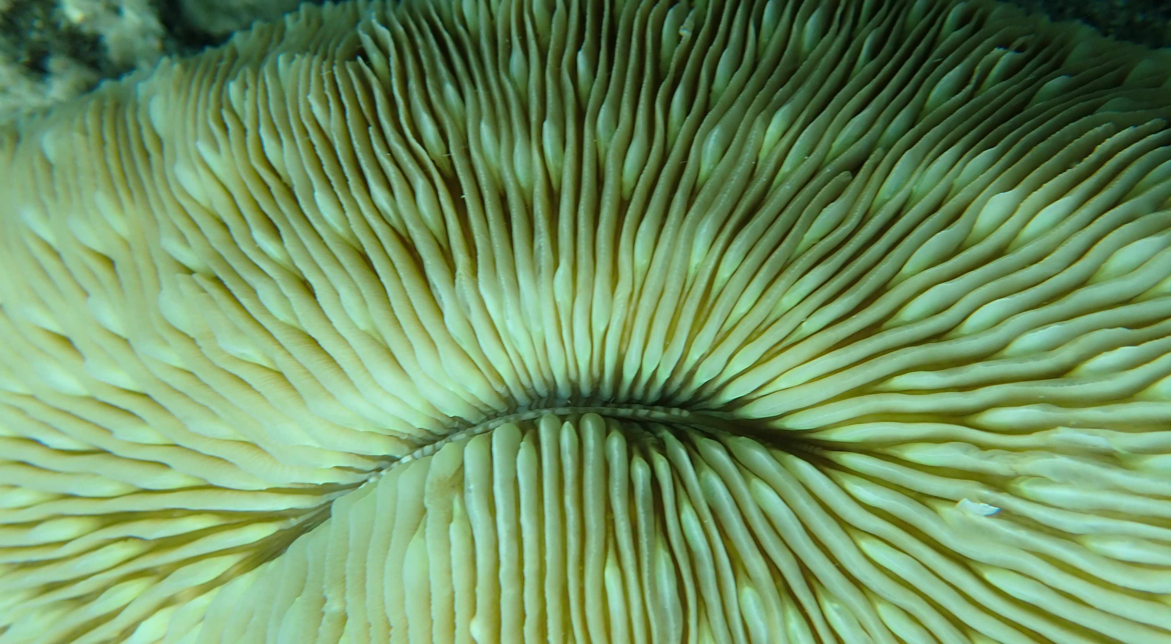 Closeup of a mushroom coral with its many folds and layers.