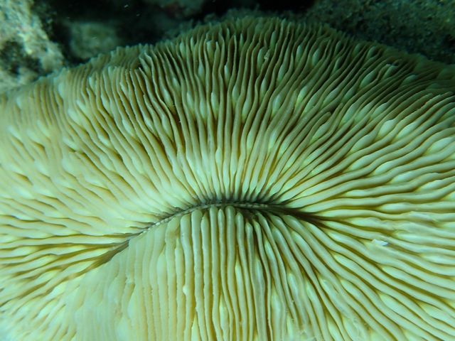 Closeup of the ridges and grooves of a mushroom coral.