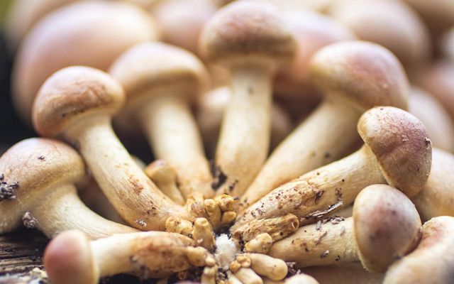 Woodland mushrooms